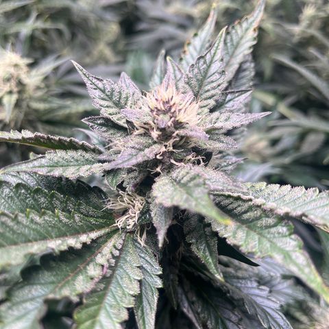 CDLC #1 growlog timeline photo