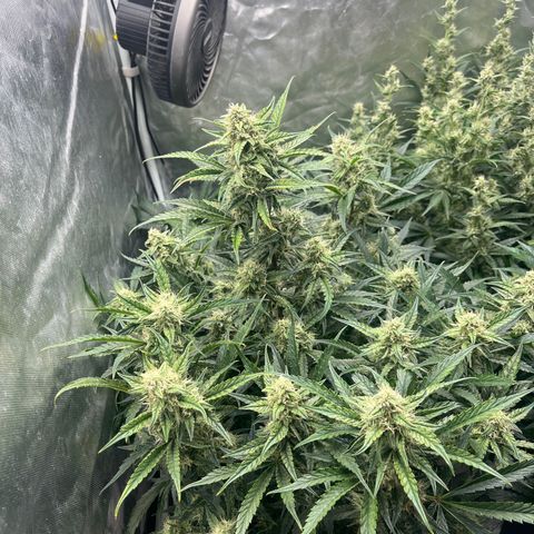 3BOG #2 growlog timeline photo