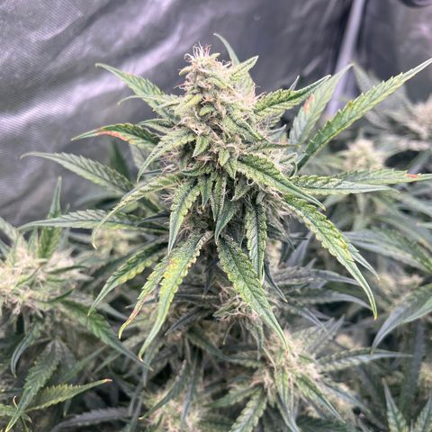 3BOG #2 growlog timeline photo