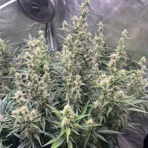 3BOG #1 growlog timeline photo