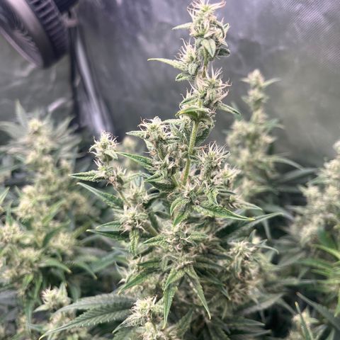 3BOG #1 growlog timeline photo