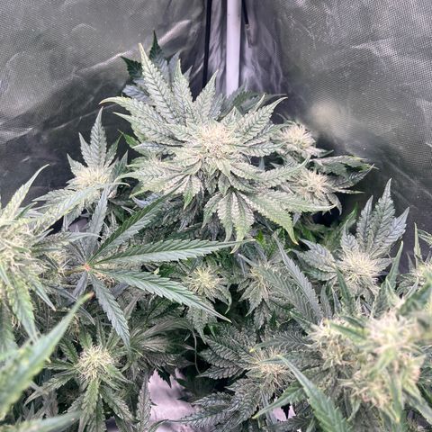 CDLC #2 growlog timeline photo