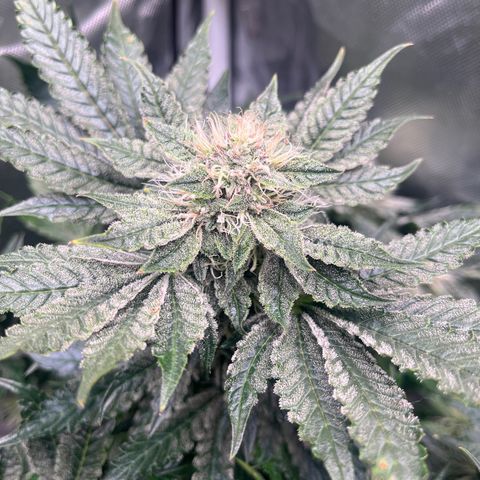CDLC #2 growlog timeline photo