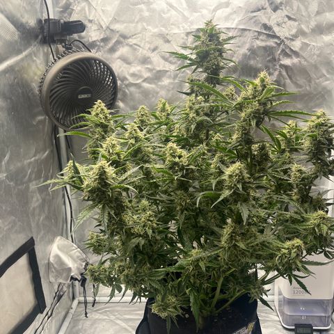 3BOG #2 growlog timeline photo