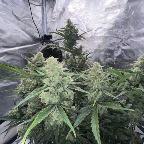 3BOG #2 growlog timeline photo