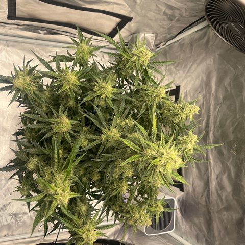 3BOG #2 growlog timeline photo
