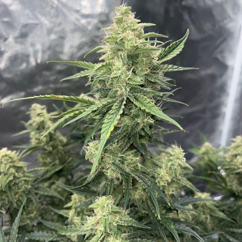 3BOG #2 growlog timeline photo