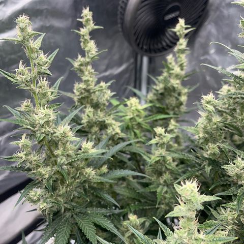 3BOG #1 growlog timeline photo