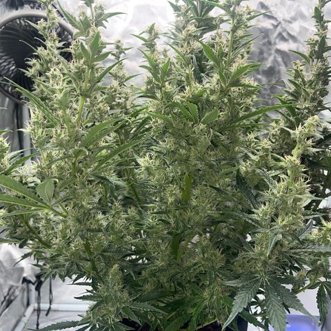 3BOG #1 growlog timeline photo