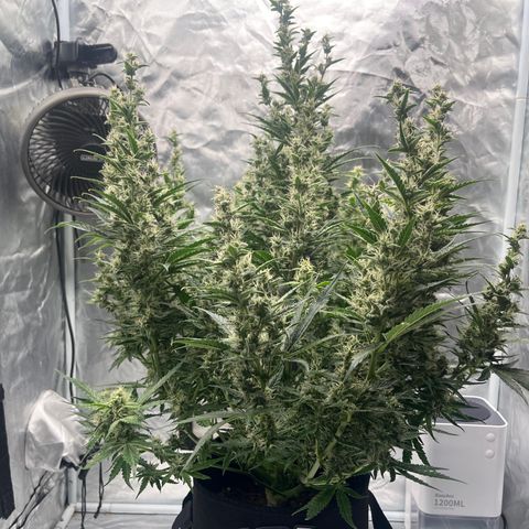 3BOG #1 growlog timeline photo