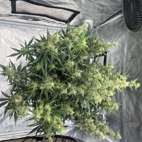 3BOG #1 growlog timeline photo