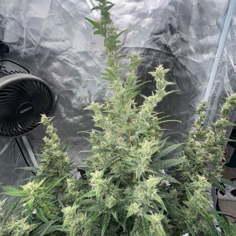 3BOG #1 growlog timeline photo