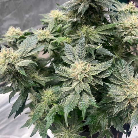 CDLC #2 growlog timeline photo
