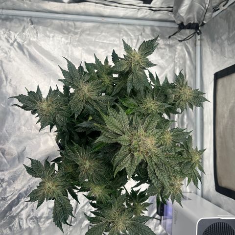 CDLC #2 growlog timeline photo