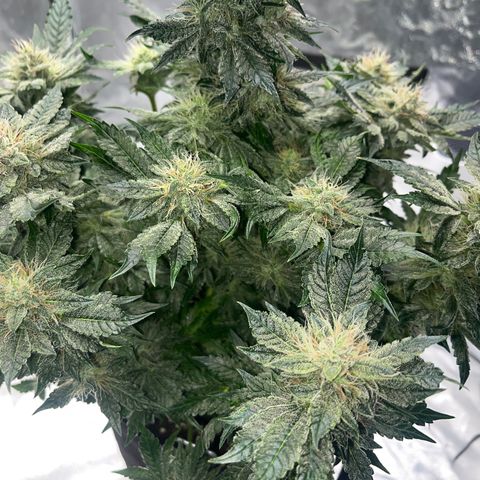 CDLC #2 growlog timeline photo