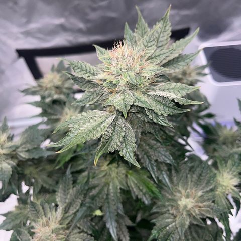 CDLC #2 growlog timeline photo