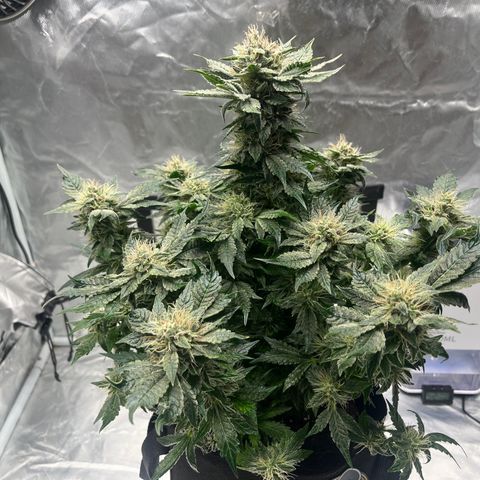 CDLC #2 growlog timeline photo