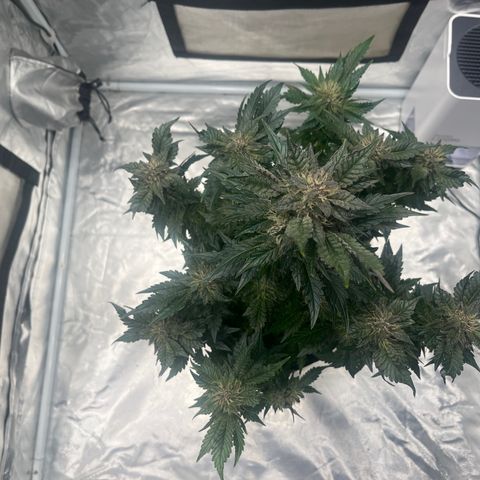CDLC #1 growlog timeline photo