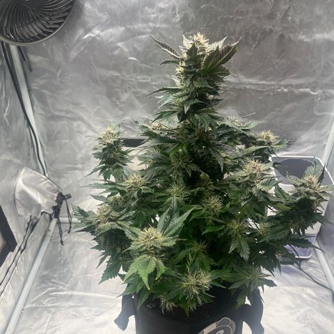 CDLC #1 growlog timeline photo