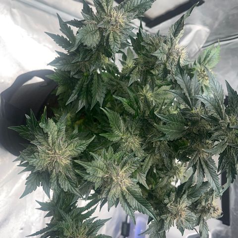 CDLC #1 growlog timeline photo