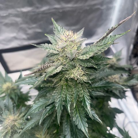 CDLC #1 growlog timeline photo