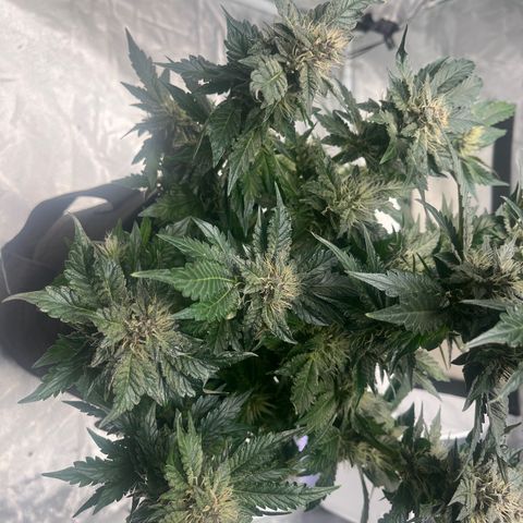 CDLC #1 growlog timeline photo