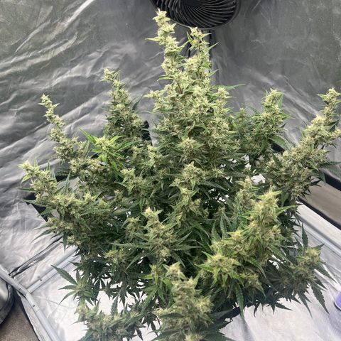 3BOG #1 growlog timeline photo