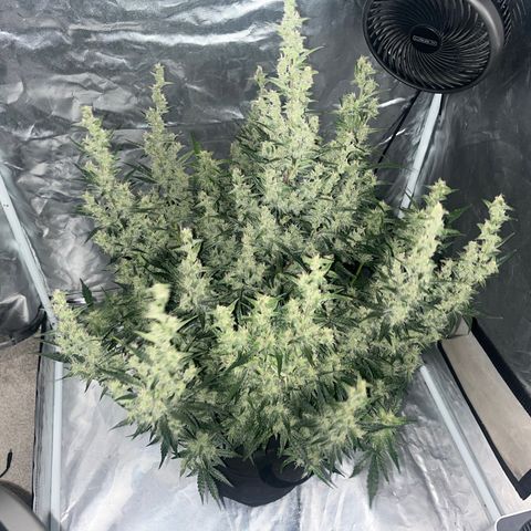3BOG #1 growlog timeline photo