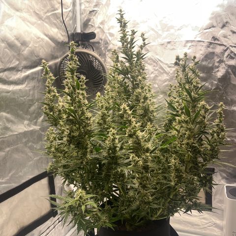 3BOG #1 growlog timeline photo