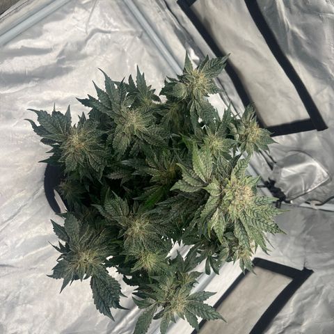 CDLC #2 growlog timeline photo