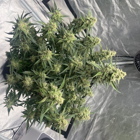 3BOG #2 growlog timeline photo
