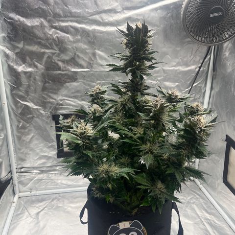 CDLC #1 growlog timeline photo