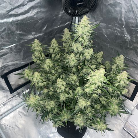 3BOG #2 growlog timeline photo