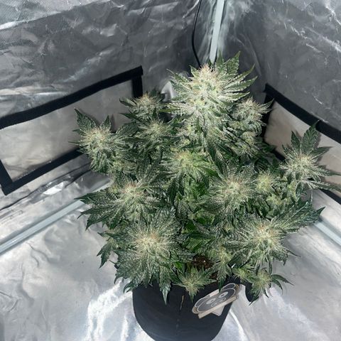 CDLC #2 growlog timeline photo