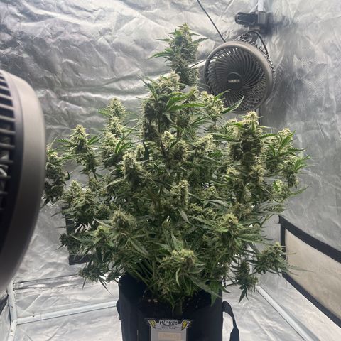 3BOG #2 growlog timeline photo