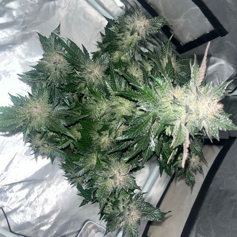 CDLC #1 growlog timeline photo