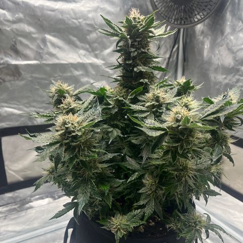 CDLC #2 growlog timeline photo