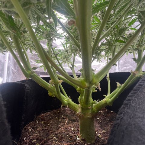 3BOG #2 growlog timeline photo
