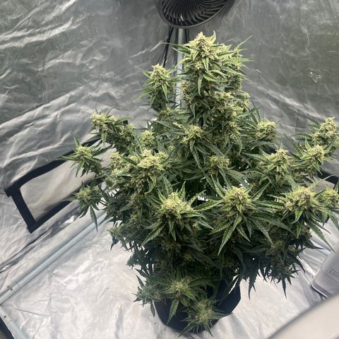 3BOG #2 growlog timeline photo