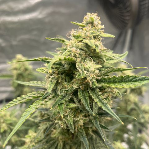 3BOG #2 growlog timeline photo