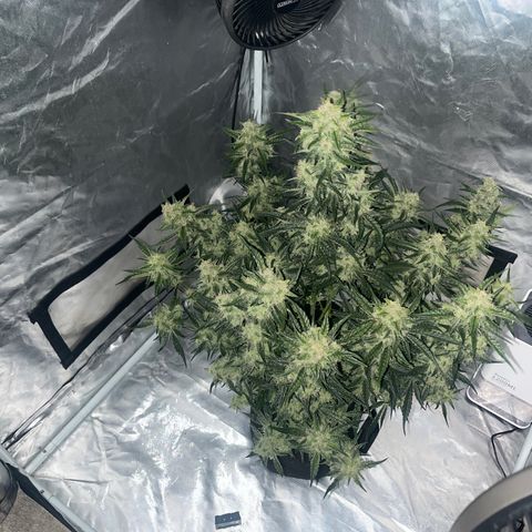 3BOG #2 growlog timeline photo