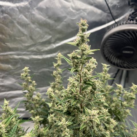 3BOG #1 growlog timeline photo