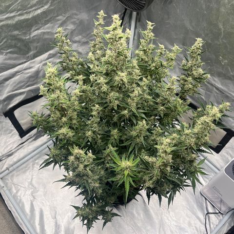 3BOG #1 growlog timeline photo