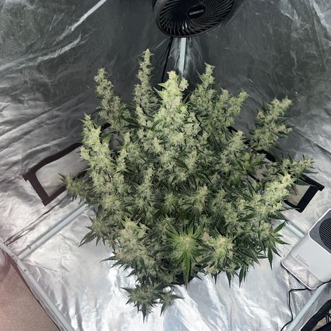 3BOG #1 growlog timeline photo