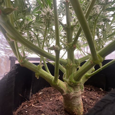 3BOG #1 growlog timeline photo