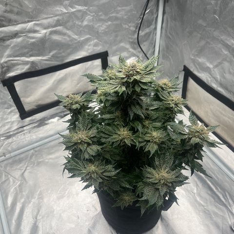 CDLC #2 growlog timeline photo