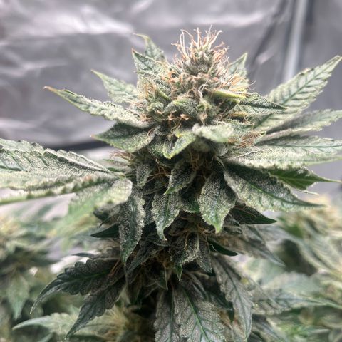 CDLC #2 growlog timeline photo