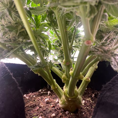 CDLC #2 growlog timeline photo