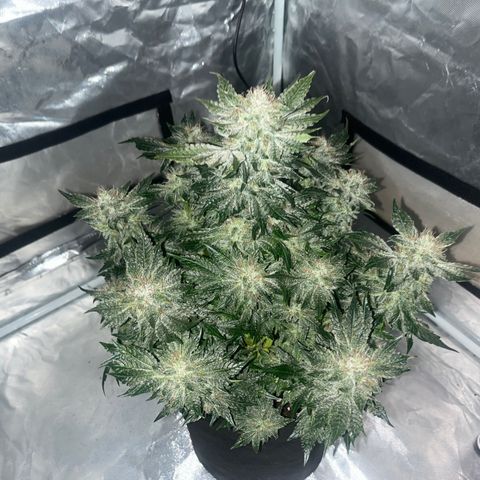 CDLC #2 growlog timeline photo