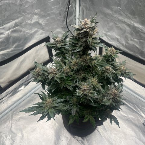 CDLC #1 growlog timeline photo
